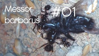 AmazingAnts - Messor barbarus - 01 Introduction