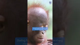 Infant Orangutan Budi in Baby School (2015)