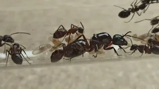 Camponotus ligniperda, le réveil 29/03/22