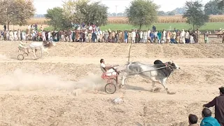 New Bull Race in ملک واہین تبہ January 2, 2022bit ka jalsa all janubi Punjab ke bail. نیو بیل ریس