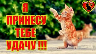 Как Кот и Кошка Предвещают Удачу?!