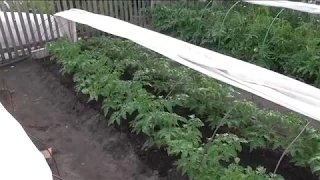 Безрассадные помидоры через два месяца после посева в открытый грунт