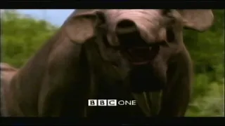 Walking with Beasts Advert and BBC 1 Continuity