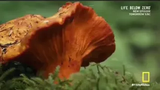 Lobster Mushrooms in Washington State