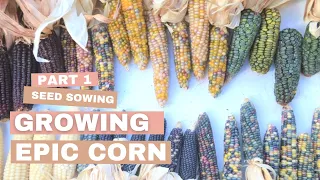 Masterclass - Growing Epic Corn / Seed sowing 101 / Tutorial / DIY / Tips & Tricks / Part 1