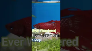 Everyday Betta 10: Betta Fish Sleeping #Shorts