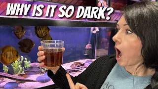 Why Is My Aquarium Dark And Brown? AQUARIUM NIGHTMARES