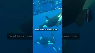 Scientists Baffled by Orcas' Coordinated Attacks on Boats