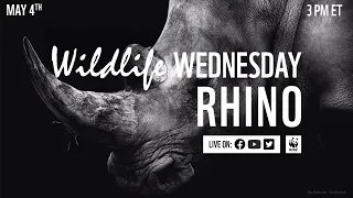 Wildlife Wednesday: Rhino