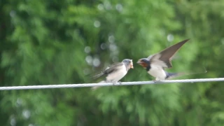 20170610 ツバメ給餌 大月