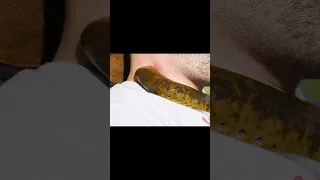 Giant bloodsucking parasite sea lamprey