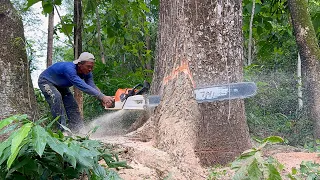 The best chainsaw from Stihl... Conquering 3 difficult trees easily‼️