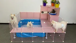 DIY Villa (Have Play Area & Swimming Pool) For Pomeranian Puppies & Kitten At Home Ideas   MR PET