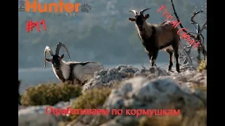 theHunter Classic #11/Feral Goat/Отрабатываем по кормушкам/Дикий козёл