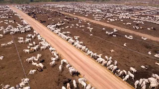 24,7 Juta Sapi Di Australia Dibesarkan Dengan Cara Ini - Peternakan Australia