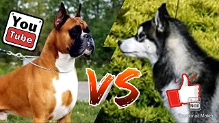 #Немецкая овчарка против Сибирский хаски//Animals Battle//