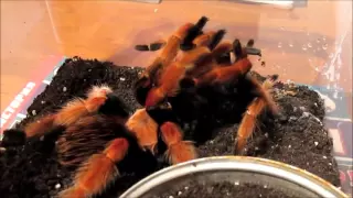 Brachypelma boehmei mating