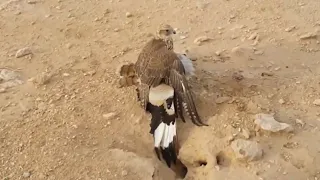 HOUBARA HUNTING WITH FALCON