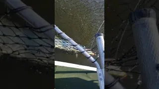 Musky while fishing Salt Fork state park in Ohio