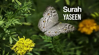 Relaxing Recitation of Surah Yaseen for stress relief and deep sleep
