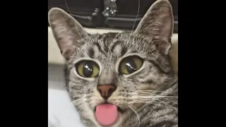 It's TIME for SUPER LAUGH!😹 - Cute and Funny Cat Videos 2021 | International Cat