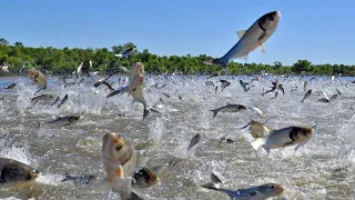 Amazing aquaculture farm - Harvesting hundreds of tons of commercial fish in the pond