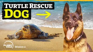 The turtle savior you didn’t expect