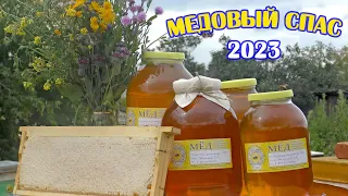 Медовый СПАС 2023. Итоги сезона. Накачал много мёда.