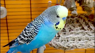 7 hours of budgie sounds