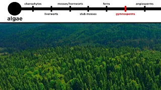 Gymnosperms: Long-Distance Pollination