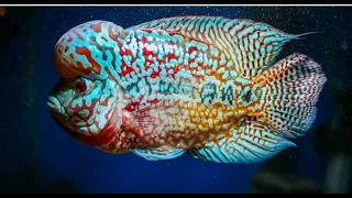 Top 12 Monster Flowerhorn Fish in The World | Beautiful & Rare Kamfa Flowerhorn