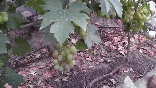 Сорт винограда "Сильва" - сезон 2020 # Grape variety "Silva" - season 2020