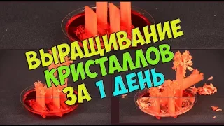 Эксперимент для детей - выращивание кристаллов