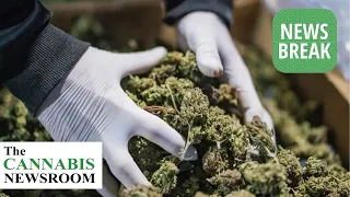 Cannabis Companies in California Under Fire For THC Inflation