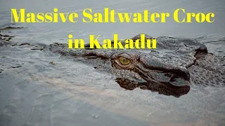 Travelationship: Massive Saltwater Croc in Kakadu