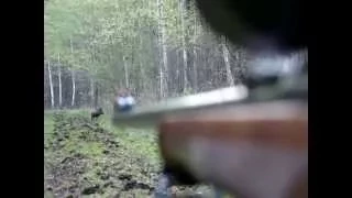 Wild Boar Hunting in Poland - Polowanie dziki Wildschweinjagd chasse sanglier jabalí