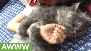 Cat loves to hug, won't let go of owner