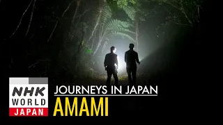 The Wild Life in One-of-a-Kind Amami - Journeys in Japan