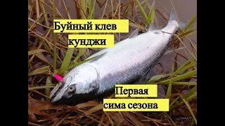 Буйный клев кунджи и первая сима сезона!