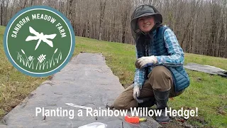 Planting A Rainbow Willow Hedge