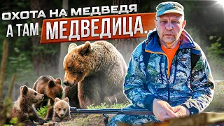 Охота на Медведя с лайками на Кольском, а попалась Медведица.