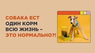 Нужно ли менять корм собаке, или собака может есть один корм всю жизнь? Как часто менять корм?