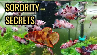 Betta Sorority Secrets: What You Need to Know