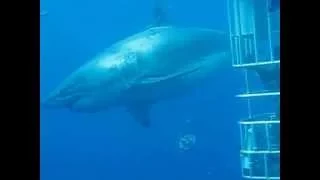 Biggest Great White Shark Ever!! 20+ Feet Long
