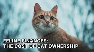 Feline Finances: The Cost of Cat Ownership