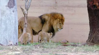 Taronga Western Plains Zoo, Lions and Cubs - 4K.
