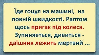 💠 Анекдот! Гуцул та Мертвий Даішник!