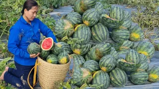 Harvest Watermelon bring it to market for sale - gardening, daily life | Lý Thị Vịnh