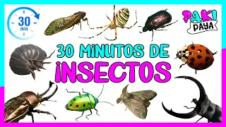 ¡LOS INSECTOS Y BICHOS! 🐛 INSECTS 🐝 (30 MINUTOS)