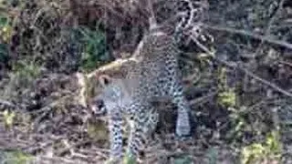 3 Leopards Lose Their Kill To A Crocodile - 1 September 2013 - Latest Sightings